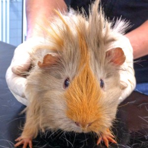 Weibliches Meeri / © 2016 Arche KaNaum (DN) Weibliches Meeri / © 2016 Arche KaNaum (DN)