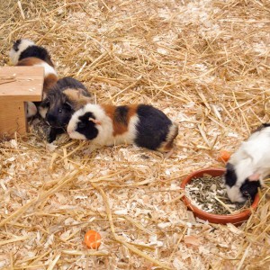 Eine der vorläufigen Unterkünfte für die Not-Meeris / © 2016 Arche KaNaum (DN) Eine der vorläufigen Unterkünfte für die Not-Meeris / © 2016 Arche KaNaum (DN)