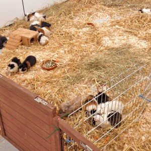 Eine der vorläufigen Unterkünfte für die Not-Meeris / © 2016 Arche KaNaum (DN) Eine der vorläufigen Unterkünfte für die Not-Meeris / © 2016 Arche KaNaum (DN)