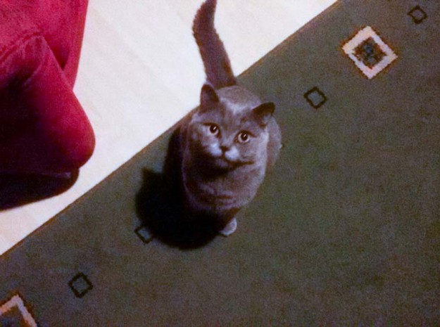 Gar nicht mehr schüchtern: Kater Balou im neuen Zuhause / © 06.04.'16 Privat