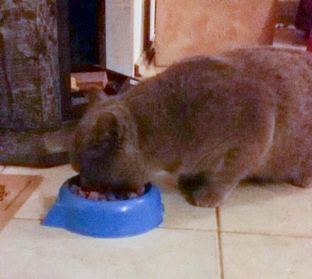 Kater Balou im neuen Zuhause / © 06.04.'16 Privat