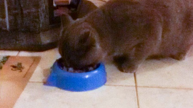 Kater Balou im neuen Zuhause / © 06.04.'16 Privat