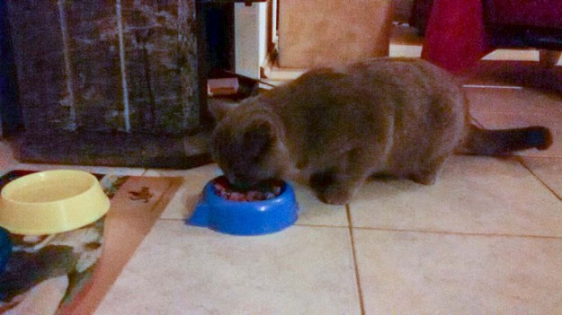 Kater Balou im neuen Zuhause / © 06.04.'16 Privat