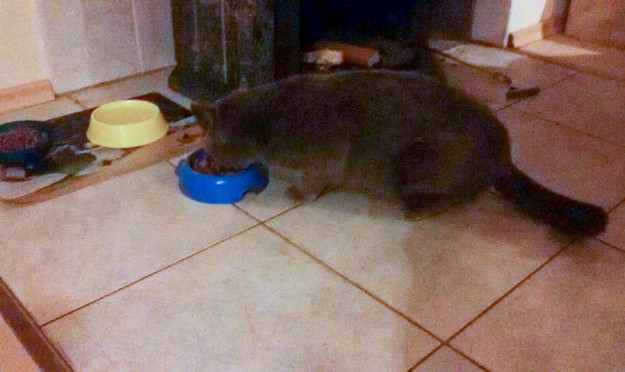 Kater Balou im neuen Zuhause / © 06.04.'16 Privat