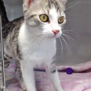 Kätzin Ruby / © 2016 Arche KaNaum (DN)