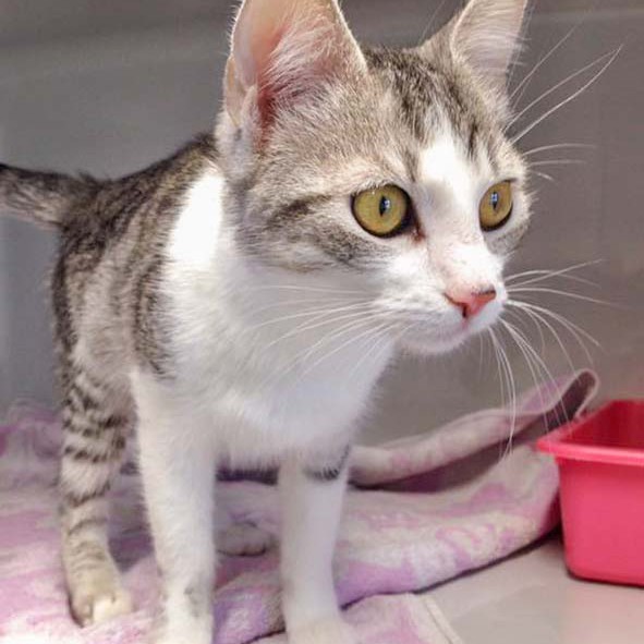 Kätzin Ruby  / © 2016 Arche KaNaum (DN) Kätzin Ruby / © 2016 Arche KaNaum (DN)