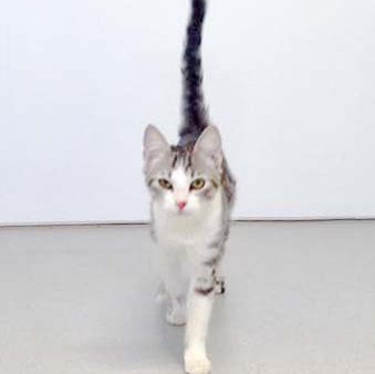 Kätzin Ruby  / © 2016 Arche KaNaum (DN) Kätzin Ruby / © 2016 Arche KaNaum (DN)