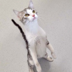 Kätzin Ruby / © 2016 Arche KaNaum (DN)