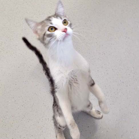 Kätzin Ruby  / © 2016 Arche KaNaum (DN) Kätzin Ruby / © 2016 Arche KaNaum (DN)