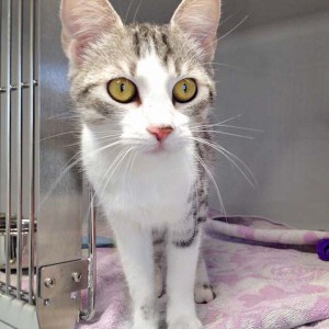 Kätzin Ruby / © 2016 Arche KaNaum (DN)