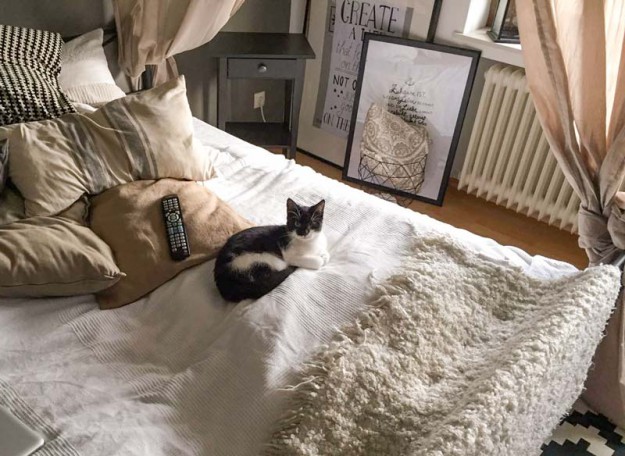 Kater Elvis im neuen Zuhause / © 06.04.'16 Privat