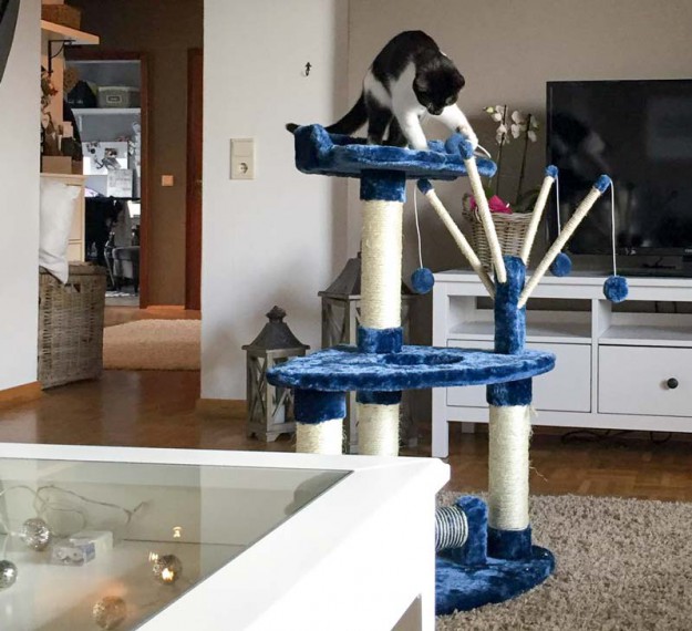 Kater Elvis im neuen Zuhause / © 06.04.'16 Privat