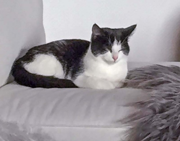 Kätzin Nila im neuen Zuhause / © 06.04.'16 Privat