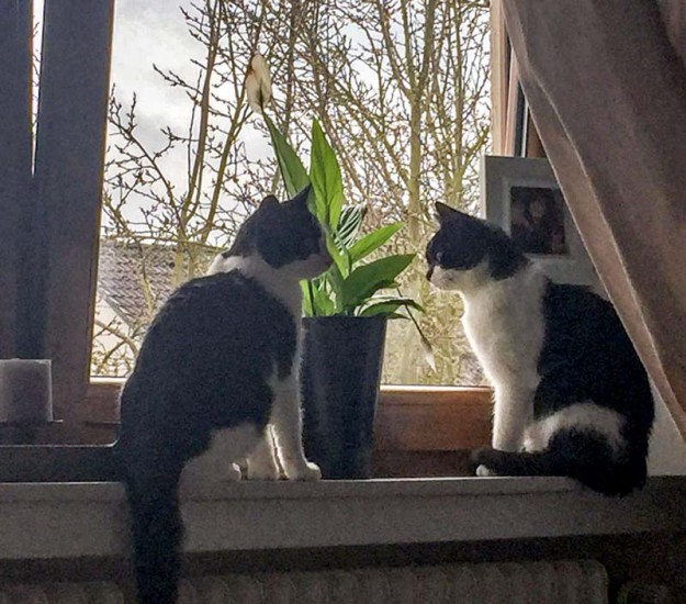 Kätzin Nila (l.) und Bruder Elvis im neuen Zuhause / © 06.04.'16 Privat