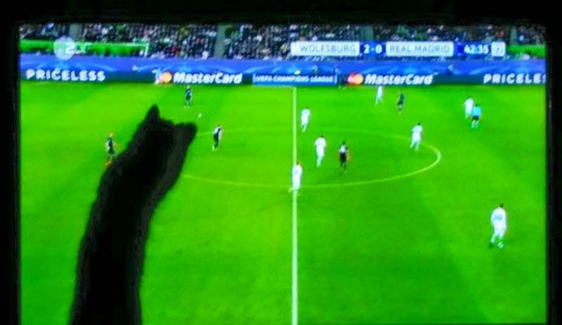 Kätzin Biene bei ihrem neuen Hobby im neuen Zuhause / © 07.04.'16 Privat