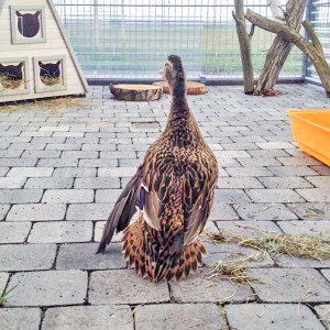 Ente Ducky / © 2016 Arche KaNaum (DN) Ente Ducky / © 2016 Arche KaNaum (DN)