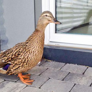 Ente Ducky / © 2016 Arche KaNaum (DN) Ente Ducky / © 2016 Arche KaNaum (DN)