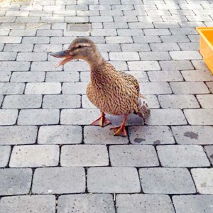 Ente Ducky / © 2016 Arche KaNaum (DN) Ente Ducky / © 2016 Arche KaNaum (DN)