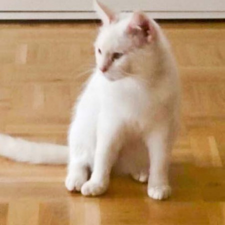 Kätzin Maja (aka Jana) im neuen Zuhause / © 07.04.'16 Privat