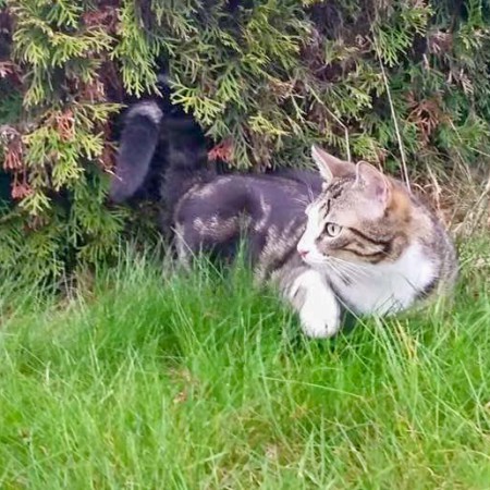 Kater Joda im neuen Zuhause / © 08.04.'16 Privat