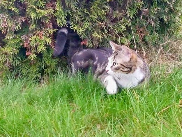 Kater Joda im neuen Zuhause / © 08.04.'16 Privat