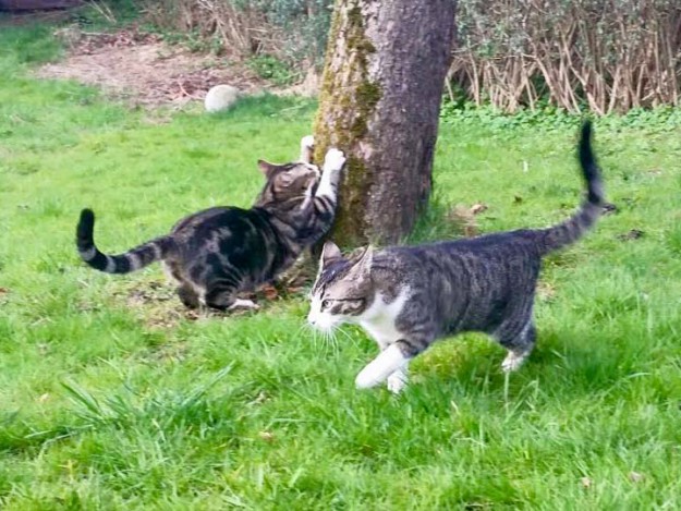 Kater Samu (r.) und Bruder Joda im neuen Zuhause / © 08.04.'16 Privat