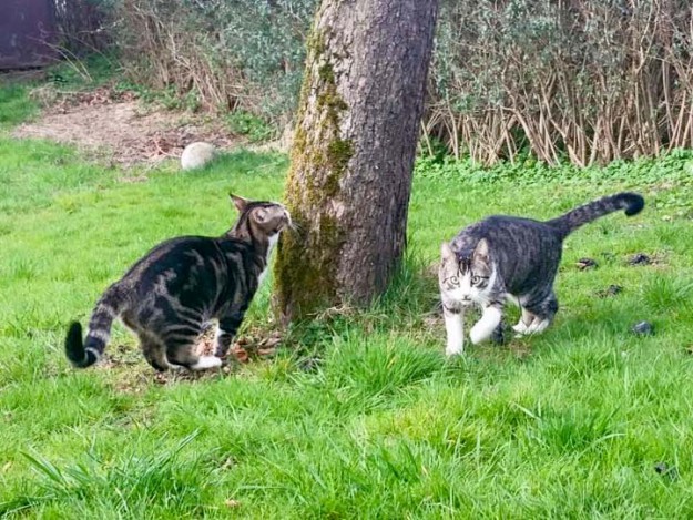 Kater Samu (r.) und Bruder Joda im neuen Zuhause / © 08.04.'16 Privat