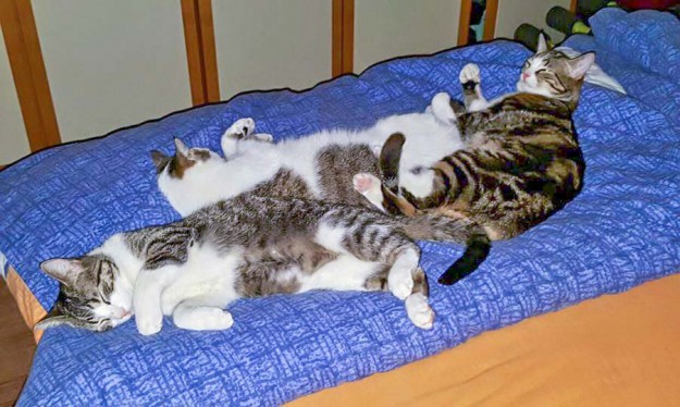 Kater Samu (l.), Lino (m.) und Joda im neuen Zuhause / © 08.04.'16 Privat