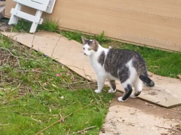 Kater Lino im neuen Zuhause / © 08.04.'16 Privat