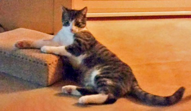 Kater Samu im neuen Zuhause / © 08.04.'16 Privat