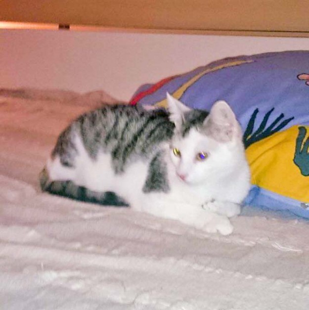 Kater Julius im neuen Zuhause / © 14.04.'16 Privat