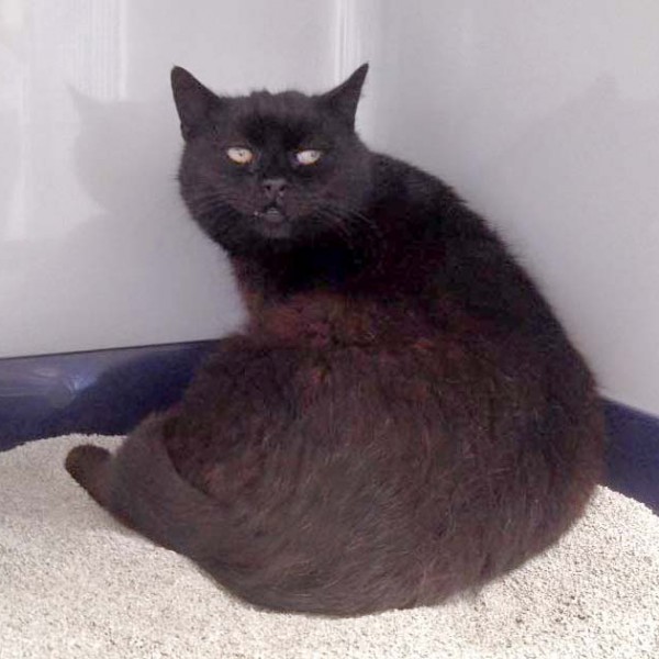 Kater Paul / © 2016 Arche KaNaum (DN)