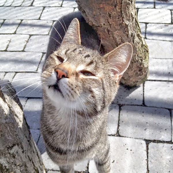 Kater Grisu / © 2016 Arche KaNaum (DN)