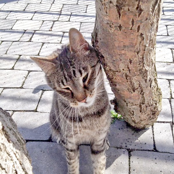 Kater Grisu / © 2016 Arche KaNaum (DN)