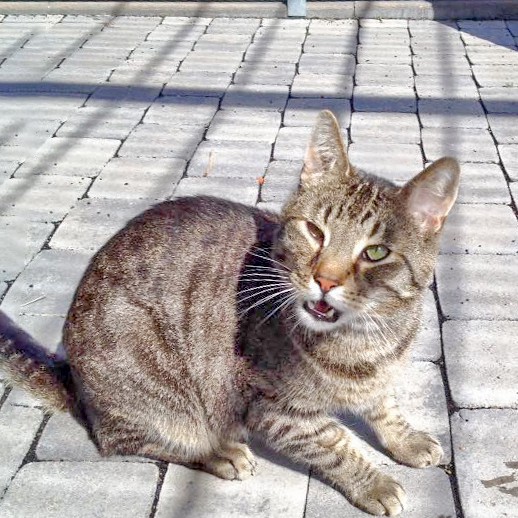 Kater Grisu / © 2016 Arche KaNaum (DN)