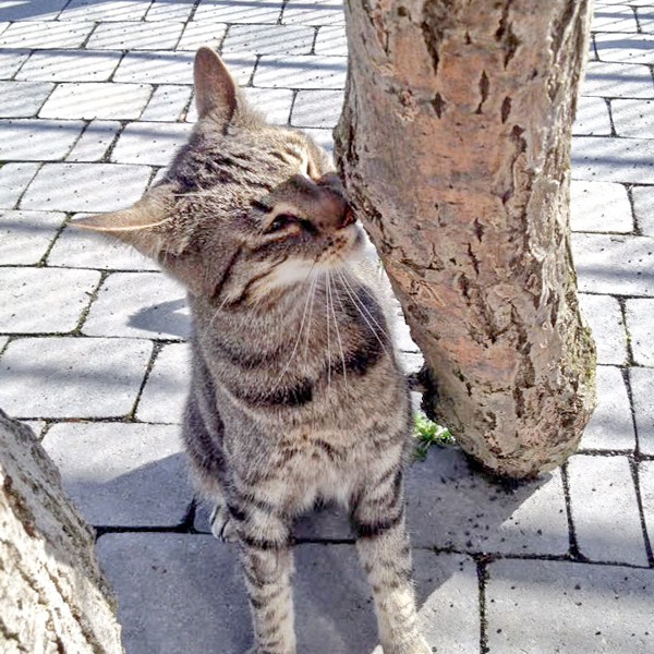 Kater Grisu / © 2016 Arche KaNaum (DN)