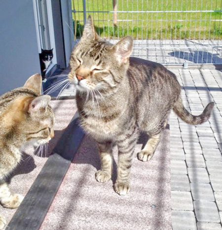 Kater Grisu / © 2016 Arche KaNaum (DN)