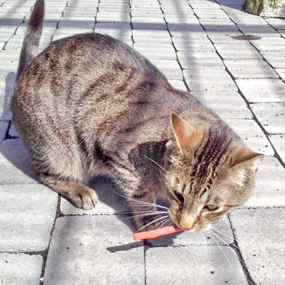 Kater Grisu / © 2016 Arche KaNaum (DN)