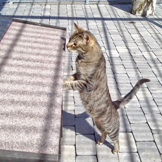 Kater Grisu / © 2016 Arche KaNaum (DN)