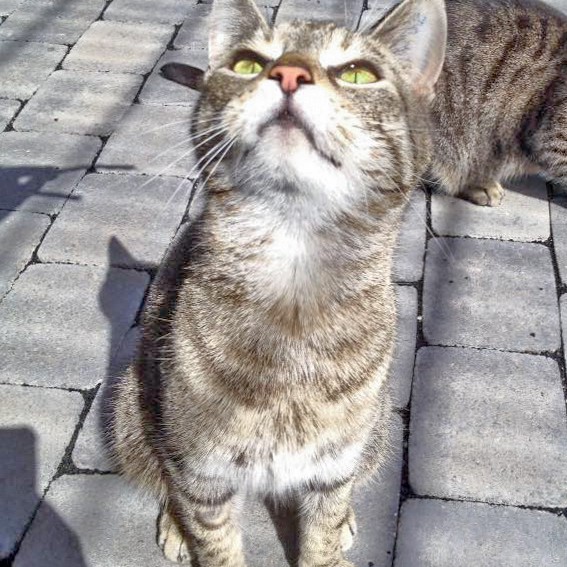 Kätzin Melody / © 2016 Arche KaNaum (DN)