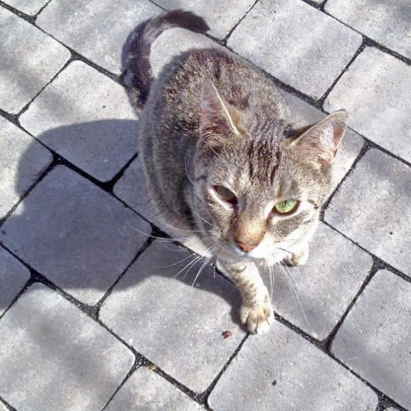 Kätzin Melody / © 2016 Arche KaNaum (DN)