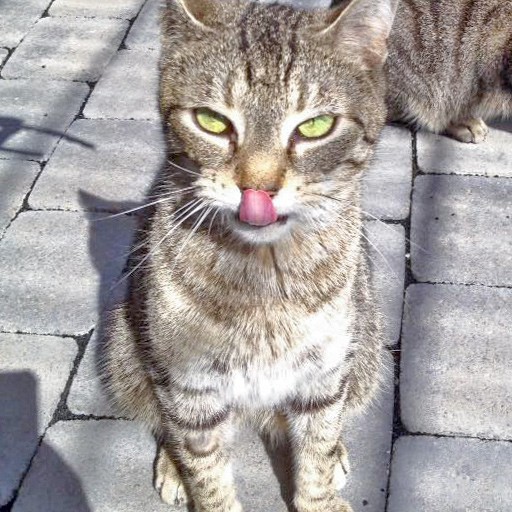 Kätzin Melody / © 2016 Arche KaNaum (DN)