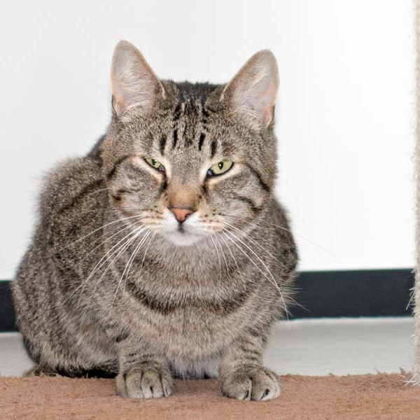 Kater Grisu / © 2016 Arche KaNaum (NH)