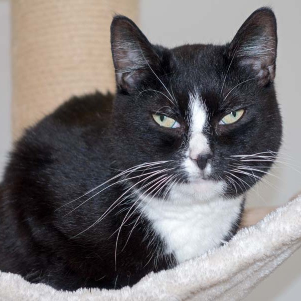 Kätzin Lilli / © 2016 Arche KaNaum (NH)