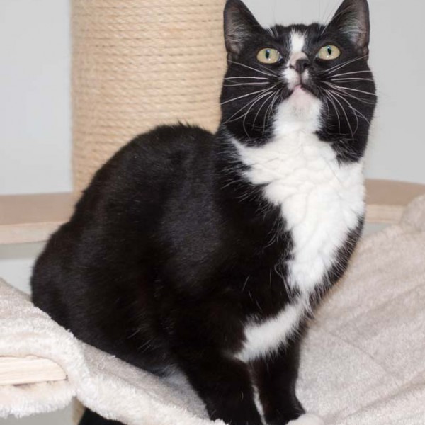 Kätzin Lilli / © 2016 Arche KaNaum (NH)