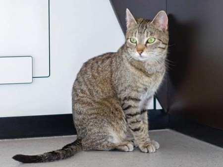 Kätzin Melody / © 2016 Arche KaNaum (NH)