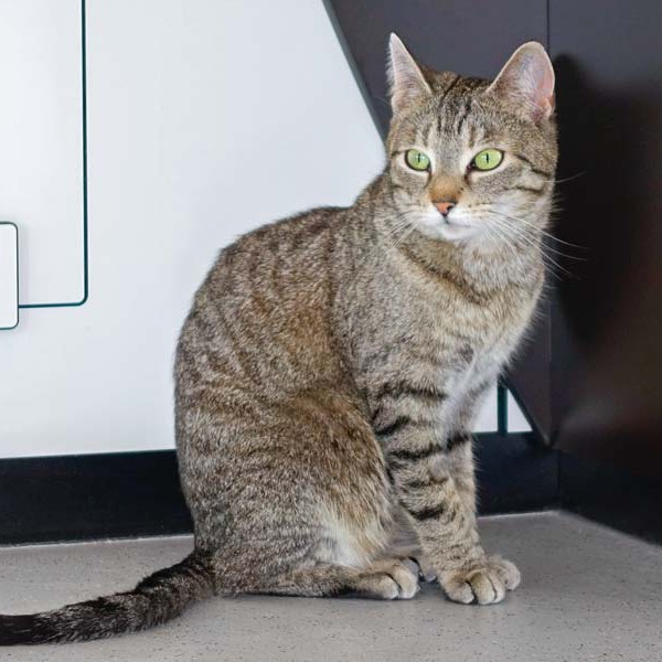 Kätzin Melody / © 2016 Arche KaNaum (NH)