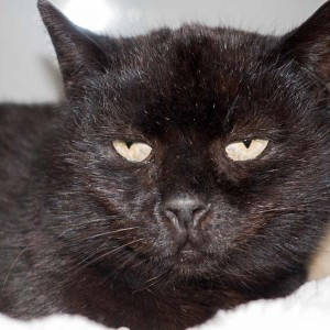 Kater Paul / © 2016 Arche KaNaum (NH)