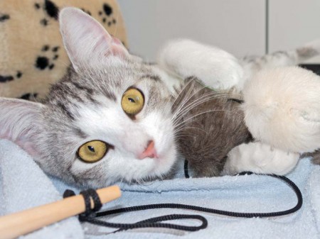 Kätzin Ruby / © 2016 Arche KaNaum (NH)