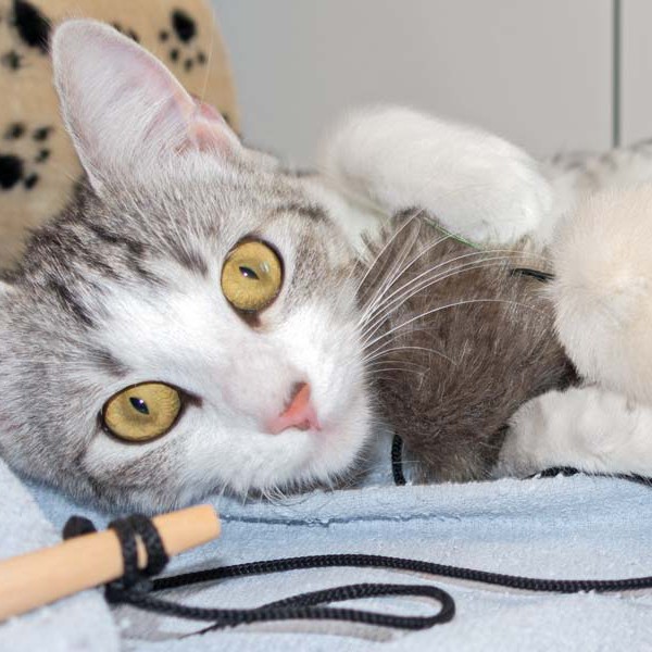 Kätzin Ruby  / © 2016 Arche KaNaum (NH) Kätzin Ruby / © 2016 Arche KaNaum (NH)